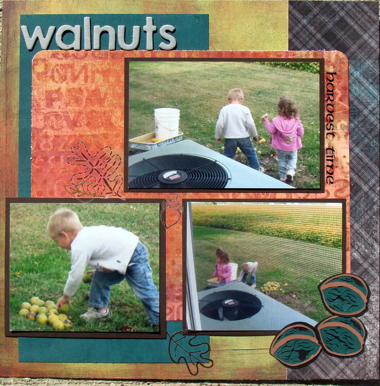 Walnuts harvest time
