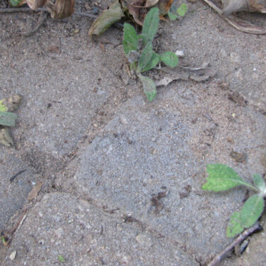 blanket flower  starts