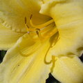 day lilly sept 11
