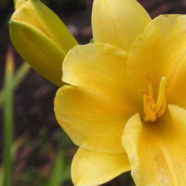 daylilly sept30