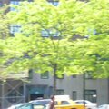 THere are tress in NYC!