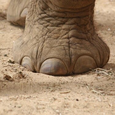 Elephant feet