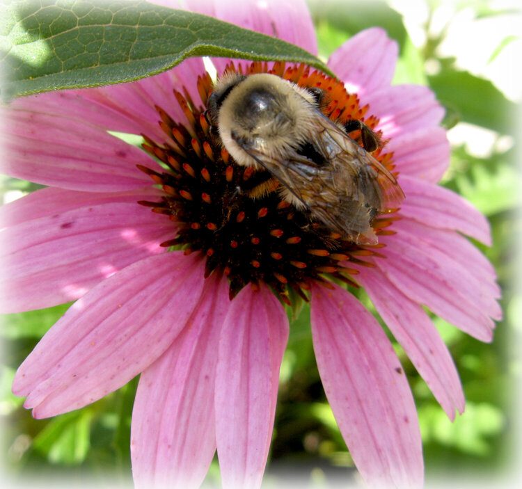 7/13-Bumble bee