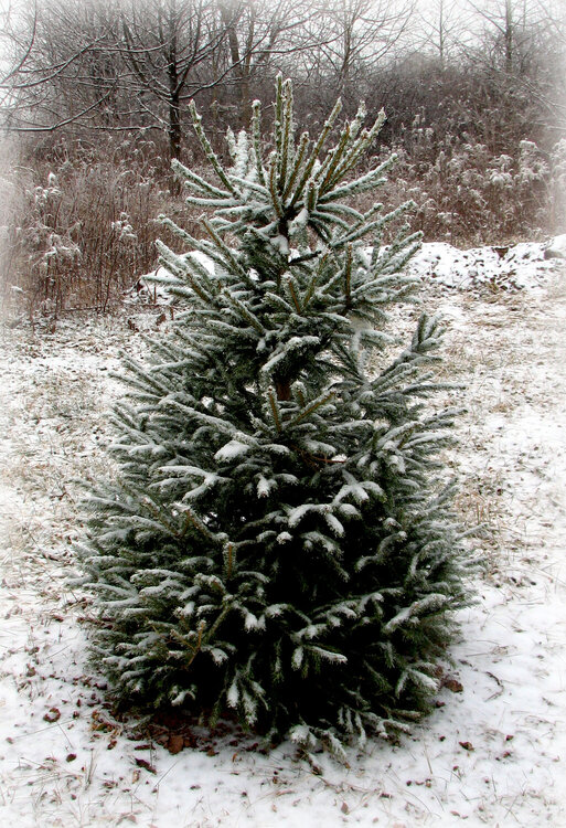 1/18-Christmas Tree