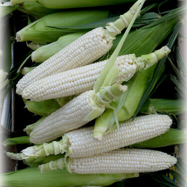 9/10-Corn