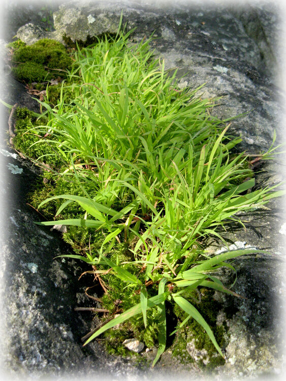 8/21-Grass