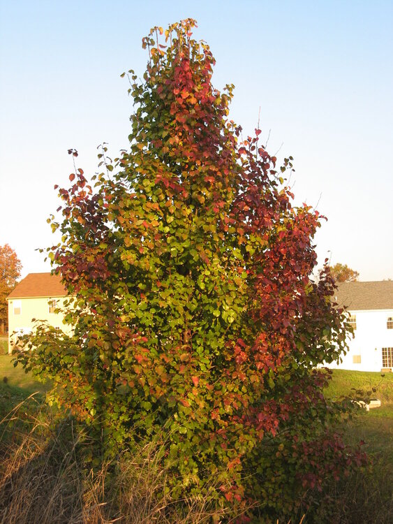 11/13-Tree in yard