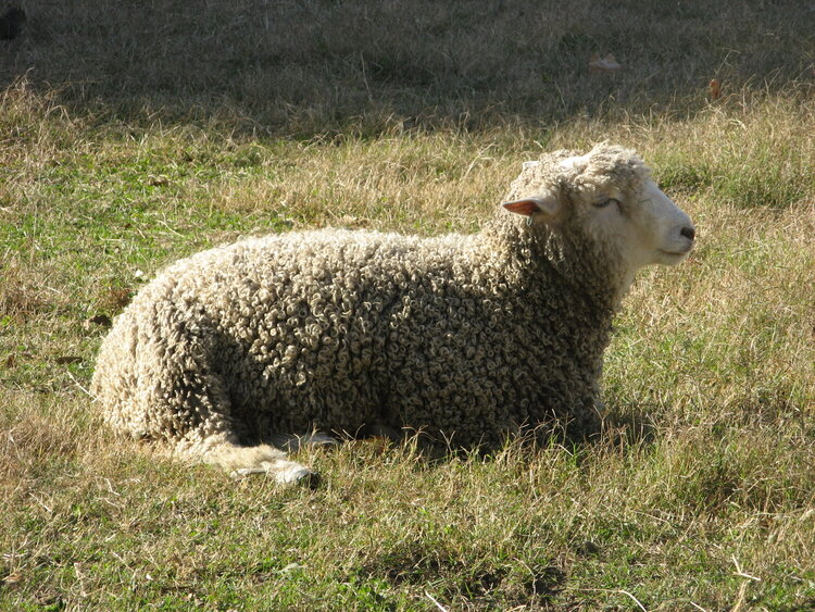 11/24-Sheep at Colonial Williamsburg