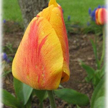 4/22-Tulip