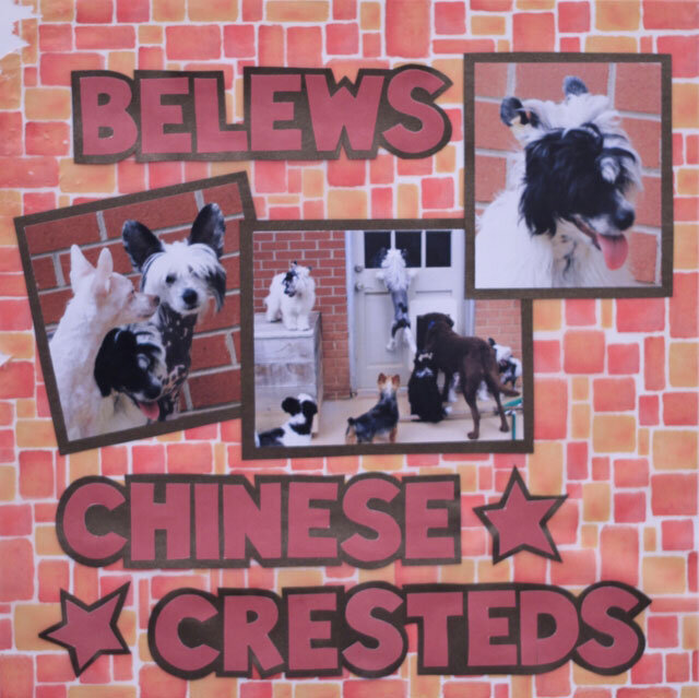Belews Chinese Cresteds