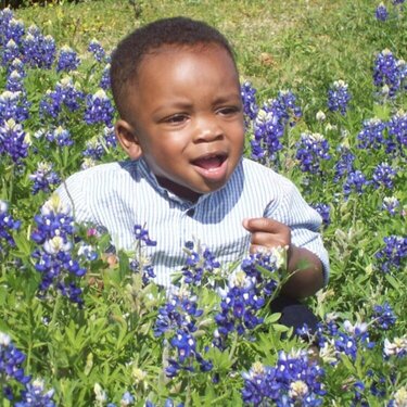 Martin in the Bluebonnets