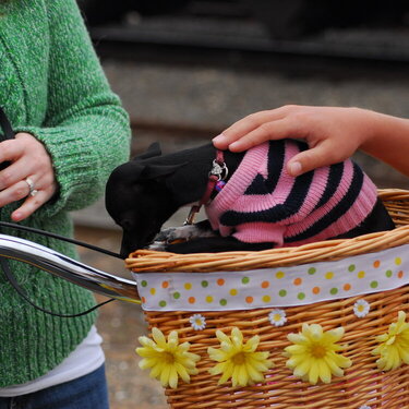 Bella&#039;s first parade