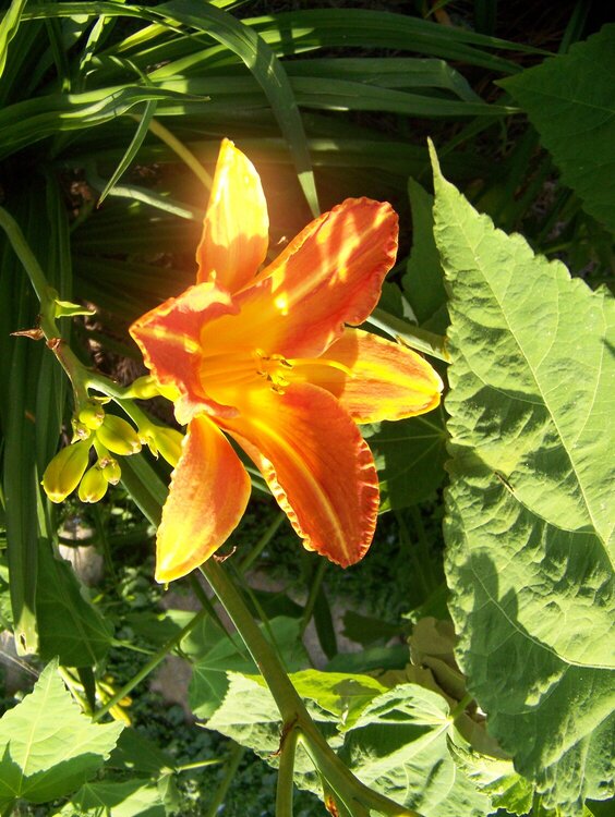 Bright Sunset lily