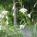 Peacock Lilies