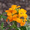 Orange Wildflower