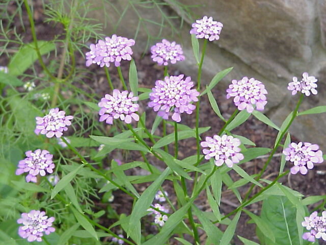 Pincushion Butterfly Plant