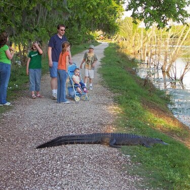 Alligator on the path