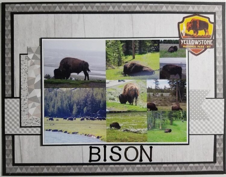 Bison