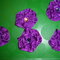 April Flower Swap-Purple
