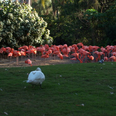 Pink Flamingos at Busch Gardens