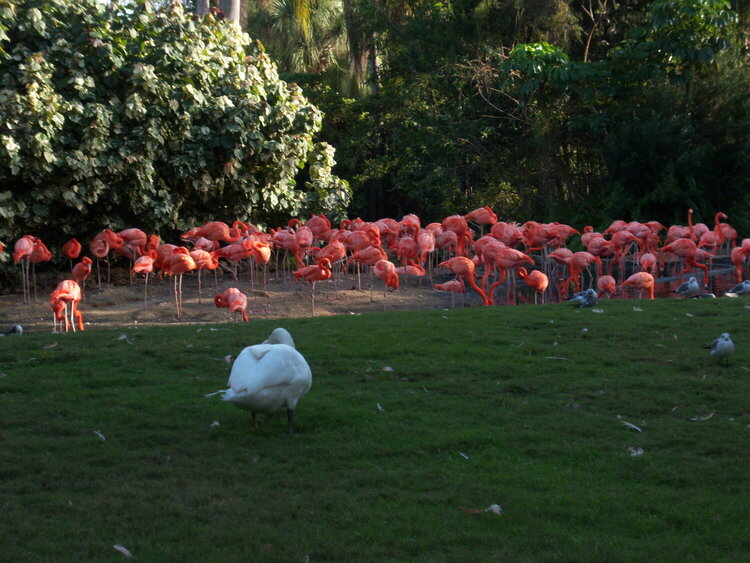 Pink Flamingos at Busch Gardens