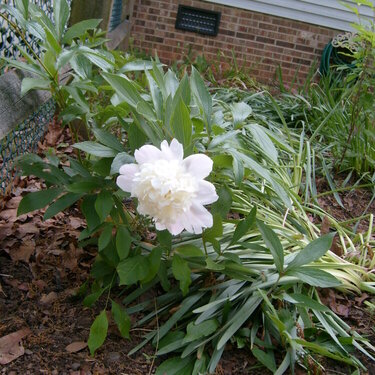 Flower in my garden