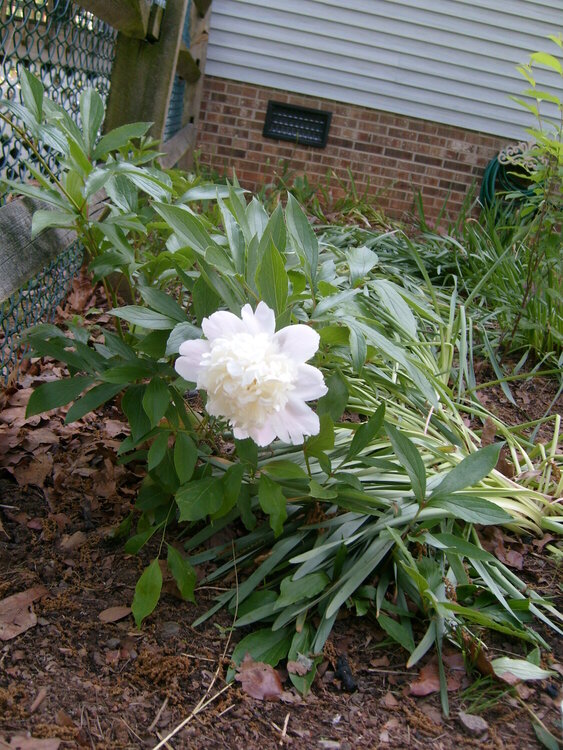 Flower in my garden