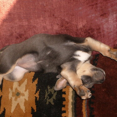 Brady taking a doggie nap!