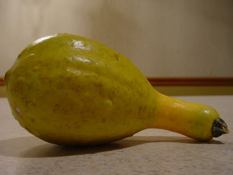 3. A Gourd {6 pts}