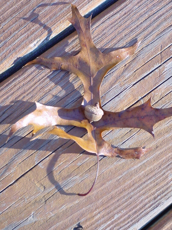 4. An Oak Leaf w/ Acorn {10 pts}