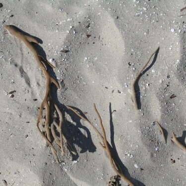 Sand and Seaweed