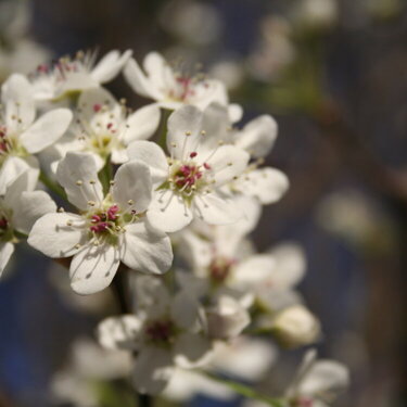 Pear tree blossoms