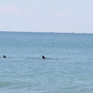 Dolphins at Pine Knoll Shores, NC