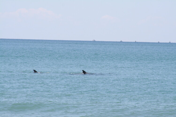 Dolphins at Pine Knoll Shores, NC