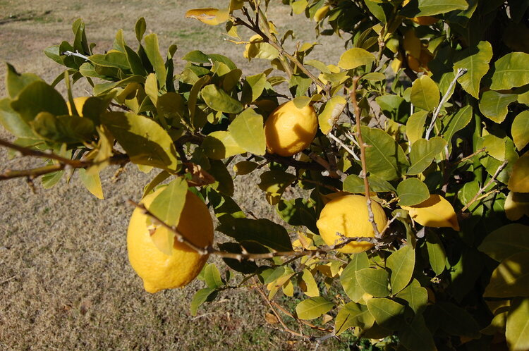 Cocktail Tree