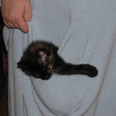 kitty in the pocket