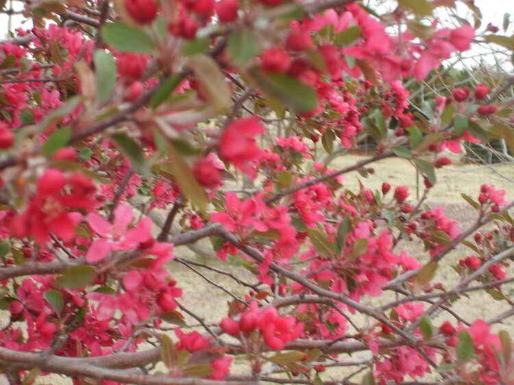 The Redbud in bloom