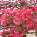 Redbud tree blooms