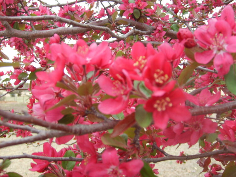 Redbud tree blooms