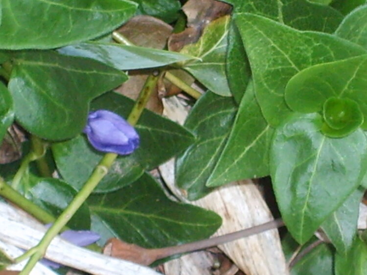 Vinca bud