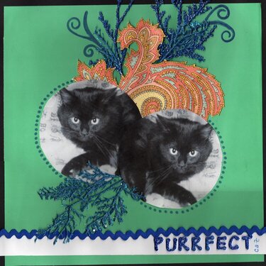 Purrfect Cat