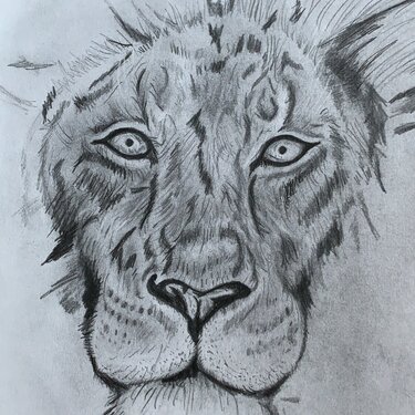 Lion in progress