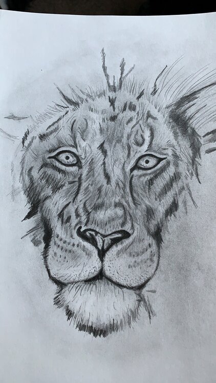 Lion in progress