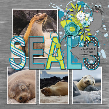 Seals