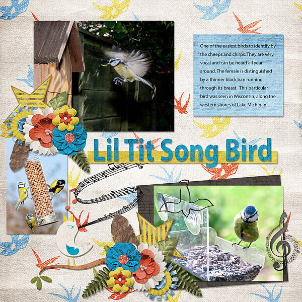 Lil Tit Song Bird