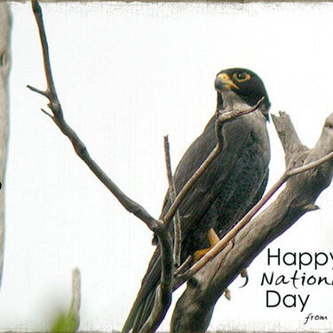 POSTCARD for National Bird Day