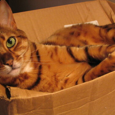 Bengal Kitty Pictures
