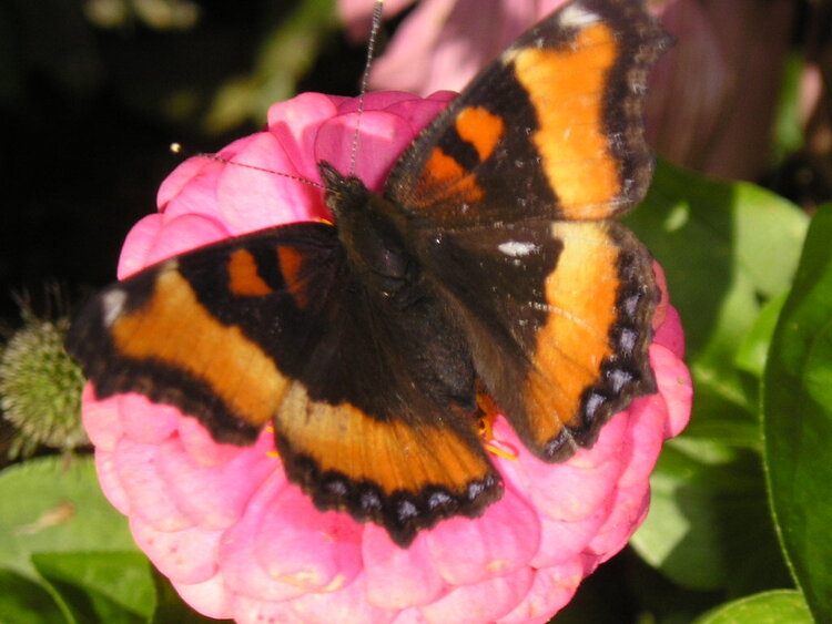 Butterfly upon Zinnia