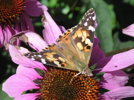 Butterfly and purple cone flower #3