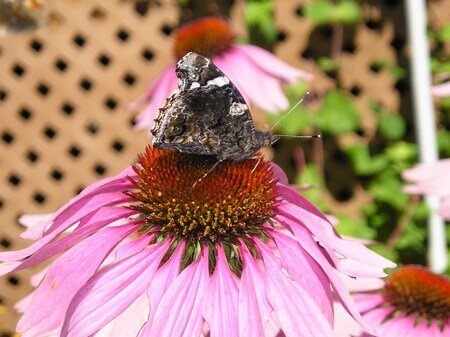 Butterfly and purple cone flower #2